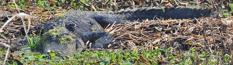 the American alligator